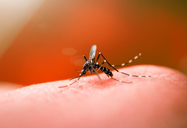 Entenda um pouco mais sobre a Chikungunya