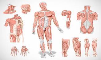 Introdução ao Estudo da Anatomia Humana